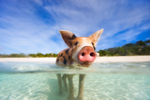 schwein exumas