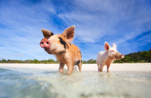 Schweine Exuma Karibik