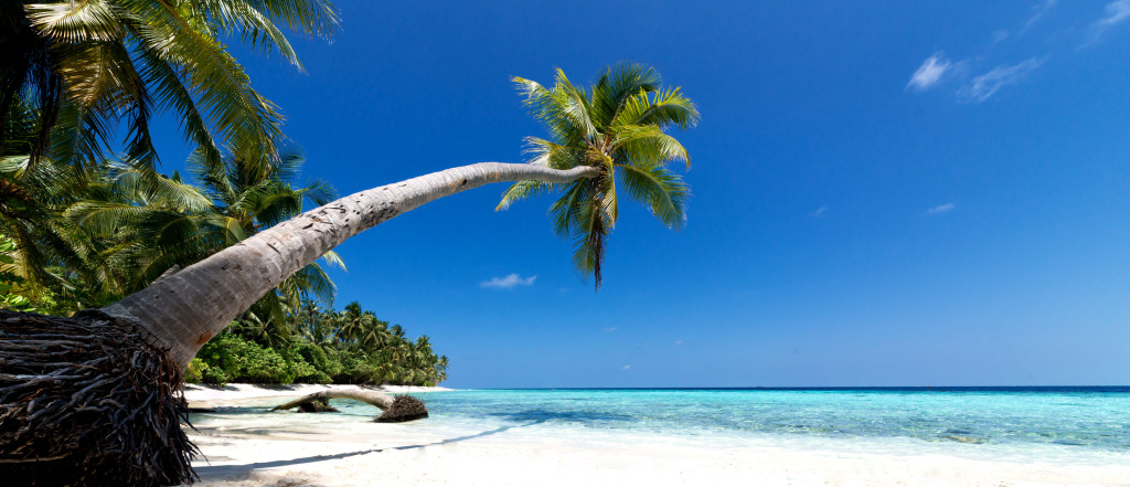 karibik strand palme