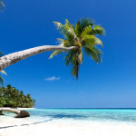 karibik strand palme