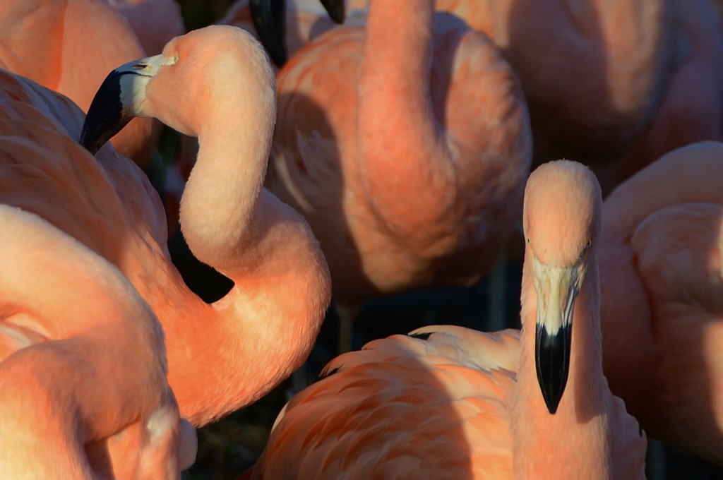 Flamingo Karibik Bonaire