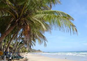 karibikinsel strand palmen