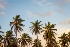 palmen karibik