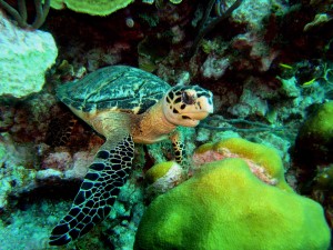 san andres karibik tauchen