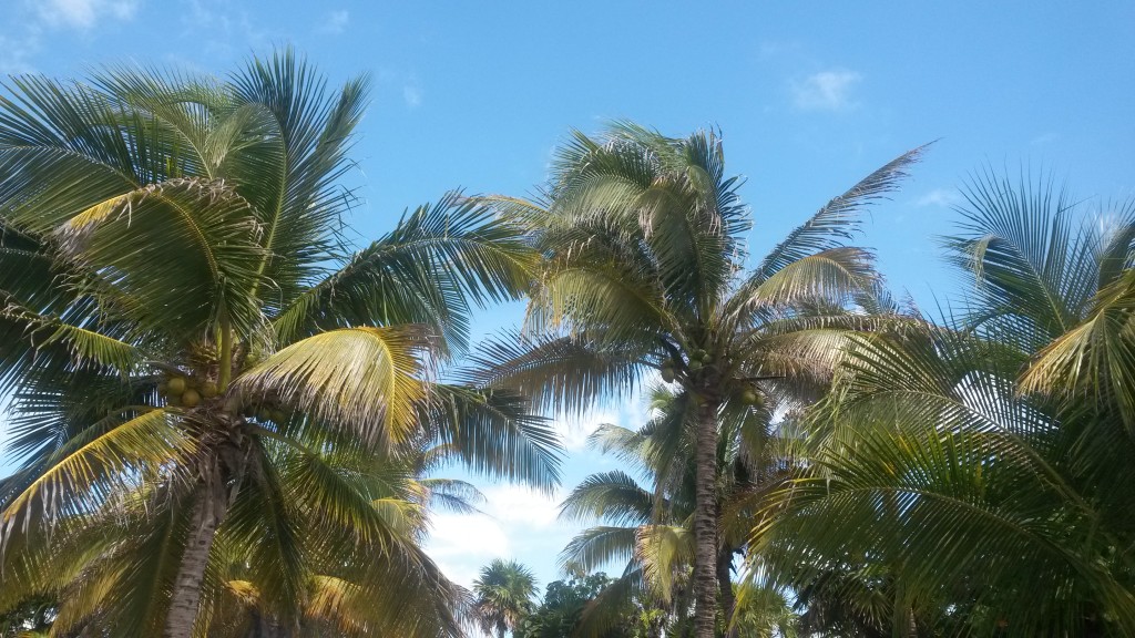 Karibik Palmen Kokosnuss